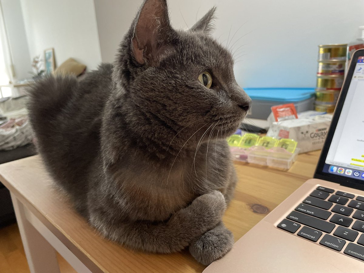 drewjmclaughlin's tweet image. work from home = work with cat