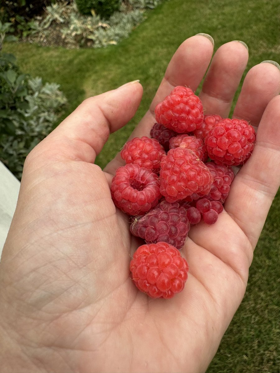 Sooooo delicious - fresh from the garden