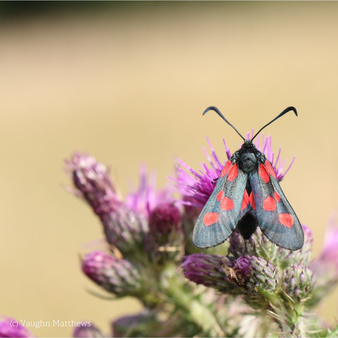 Radnorshire Wildlife Trust (@rwtwales) on Twitter photo Two #WilderPentwyn volunteers recorded our first Purple hairstreak sighting 🦋 Other recorded wildlife includes Trailing St John's-wort, Five-spot burnet moth, Bilberry bumblebee, and a tawny owl! If you would like to volunteer at Pentwyn, get in touch: chloe@rwtwales.org Two #WilderPentwyn volunteers recorded our first Purple hairstreak sighting 🦋 Other recorded wildlife includes Trailing St John's-wort, Five-spot burnet moth, Bilberry bumblebee, and a tawny owl! If you would like to volunteer at Pentwyn, get in touch: chloe@rwtwales.org