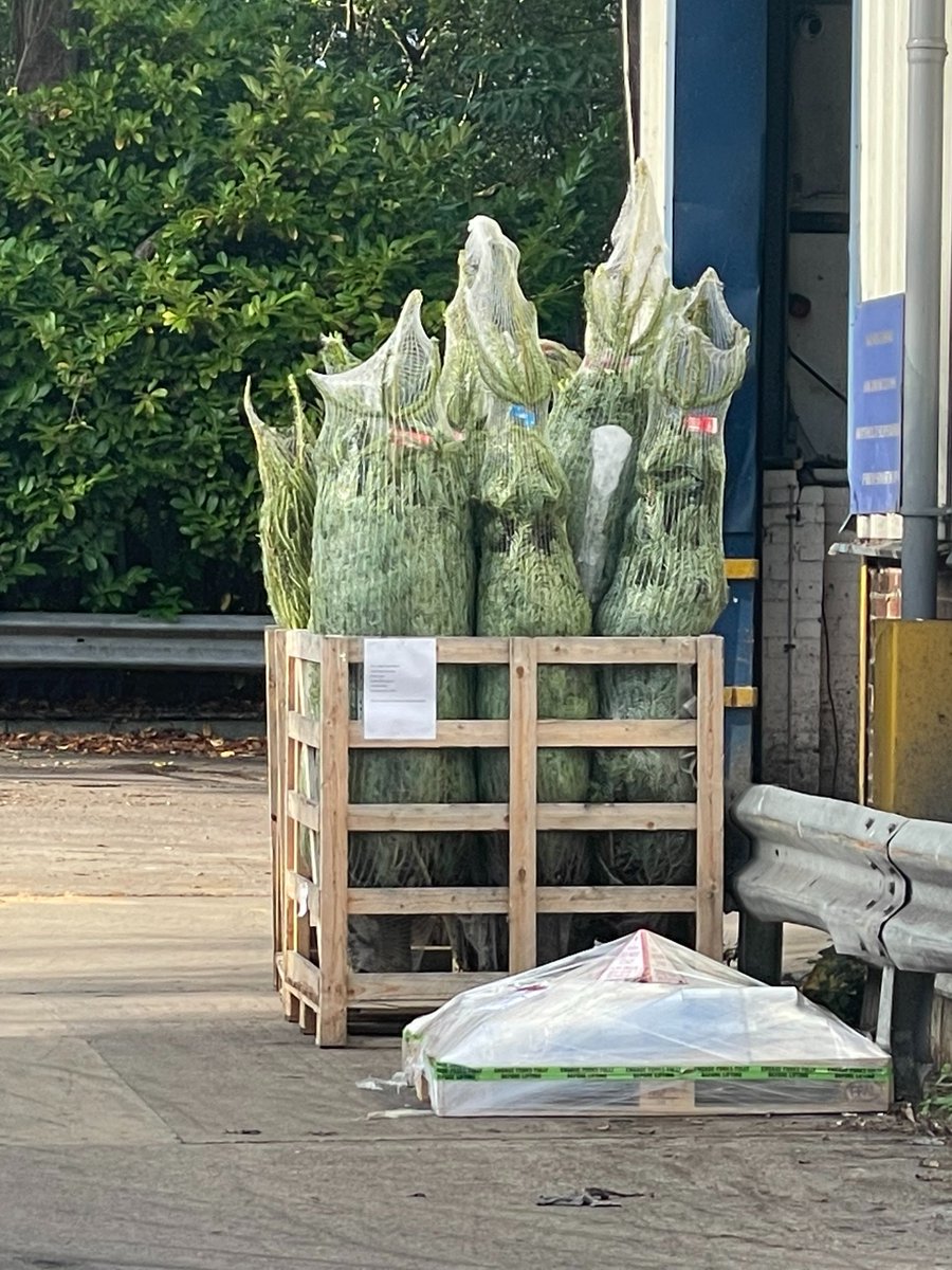 SimsGroup1's tweet image. Is it too early? Spotted in our yard this morning.... 👀🎄🎄🎅