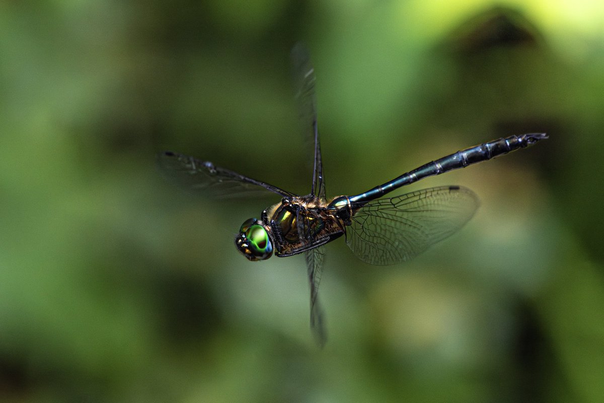 M_religiosa's tweet image. タカネトンボ
金属的な質感が最高にいい