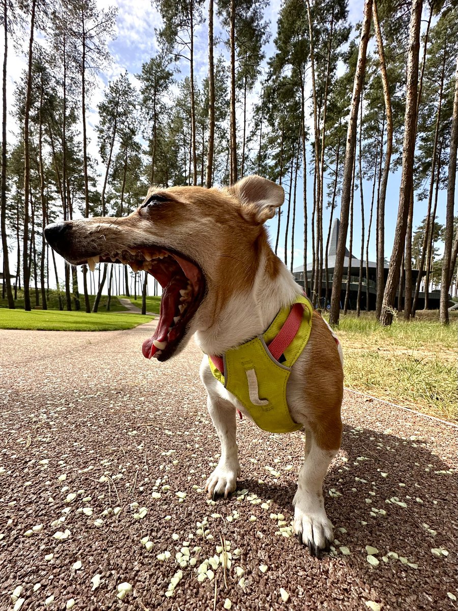 ɐʎᴉuǝƃʌƎ tweet media