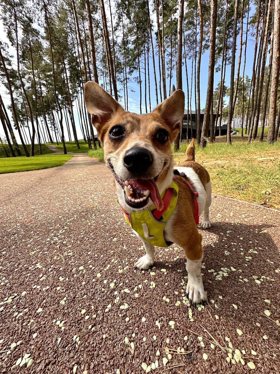 ɐʎᴉuǝƃʌƎ tweet media