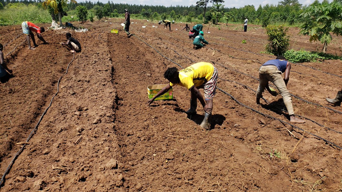 zealous_farmer's tweet photo. Farming: a game where hope seeds the land, nurturing dreams to fruition amidst nature's unpredictable embrace. #Onionproject #PrioritisingFarmers https://t.co/UuUyTb5gXO