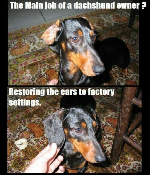 Sausage Inu tweet media