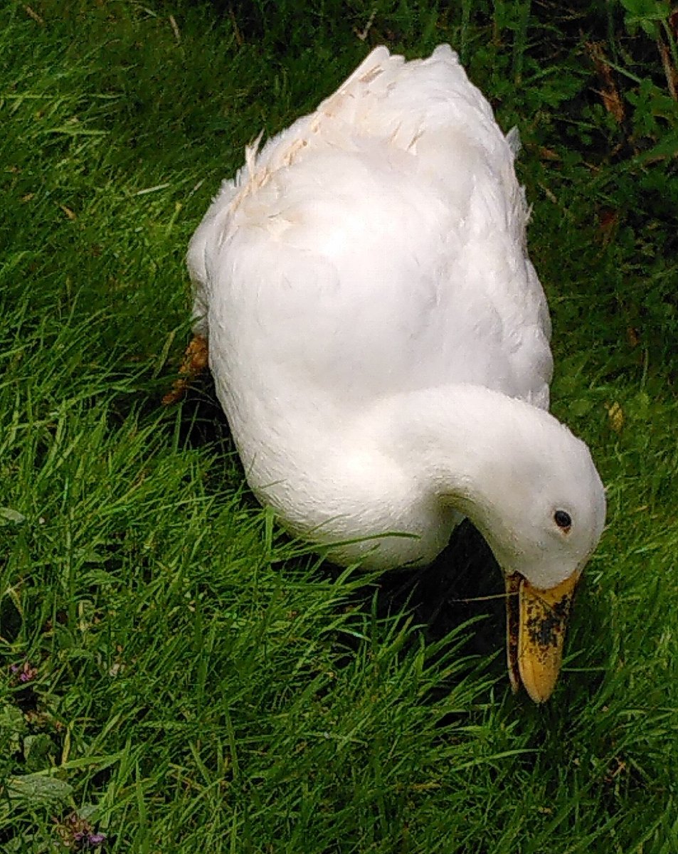 Red_Ducks's tweet photo. @RMShepherdsHut Ummm.... #DuckDay https://t.co/yD2P09LOm8