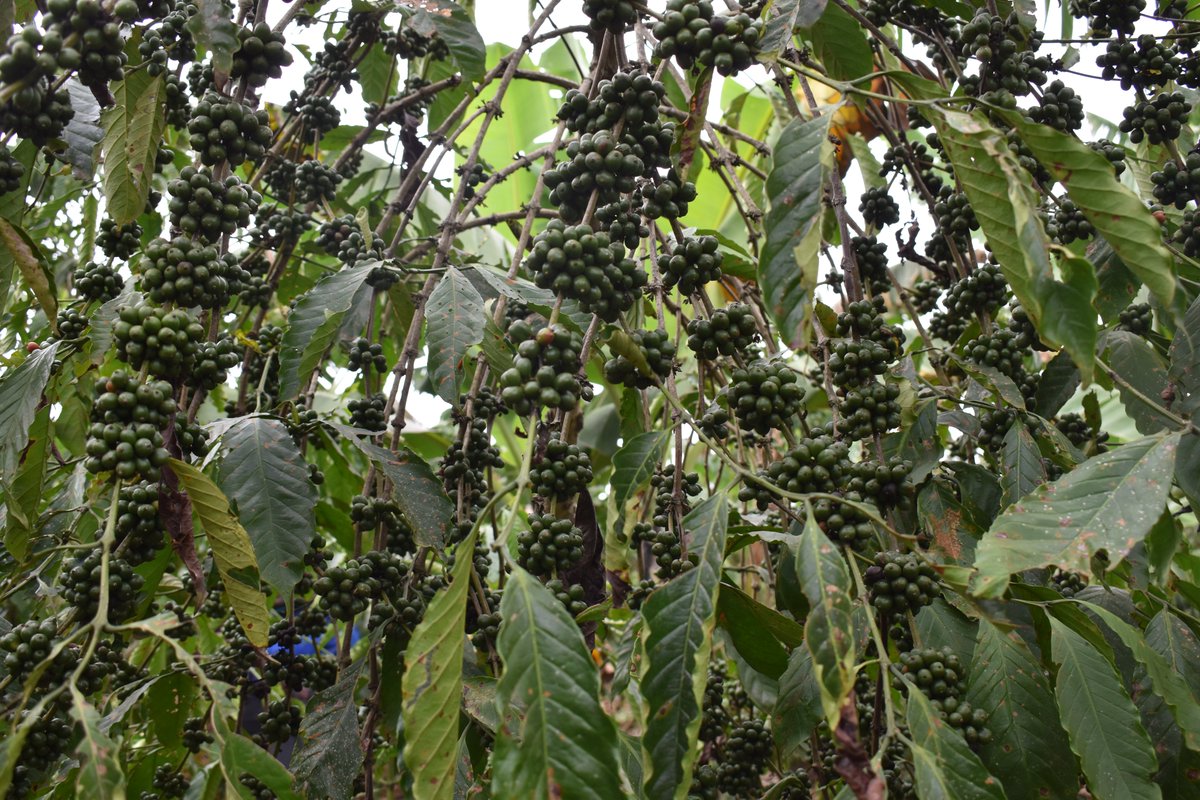 MAAIF_Coffee Production & Development Dept tweet media