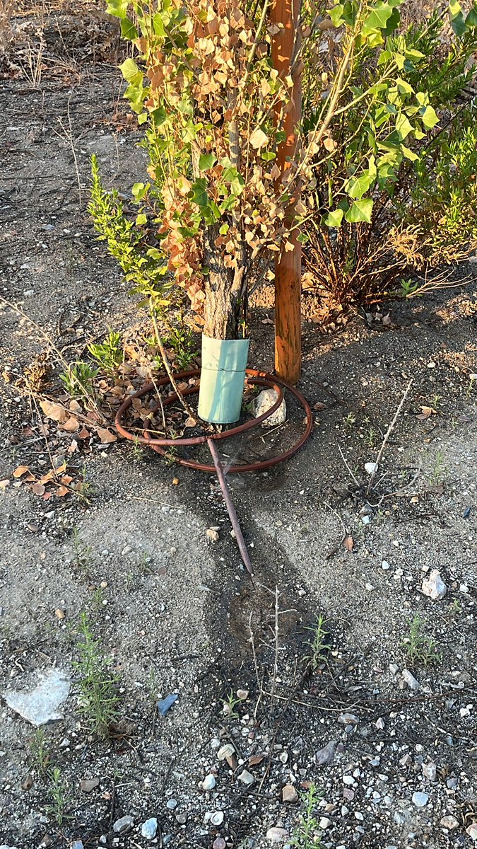 Fernando tweet media