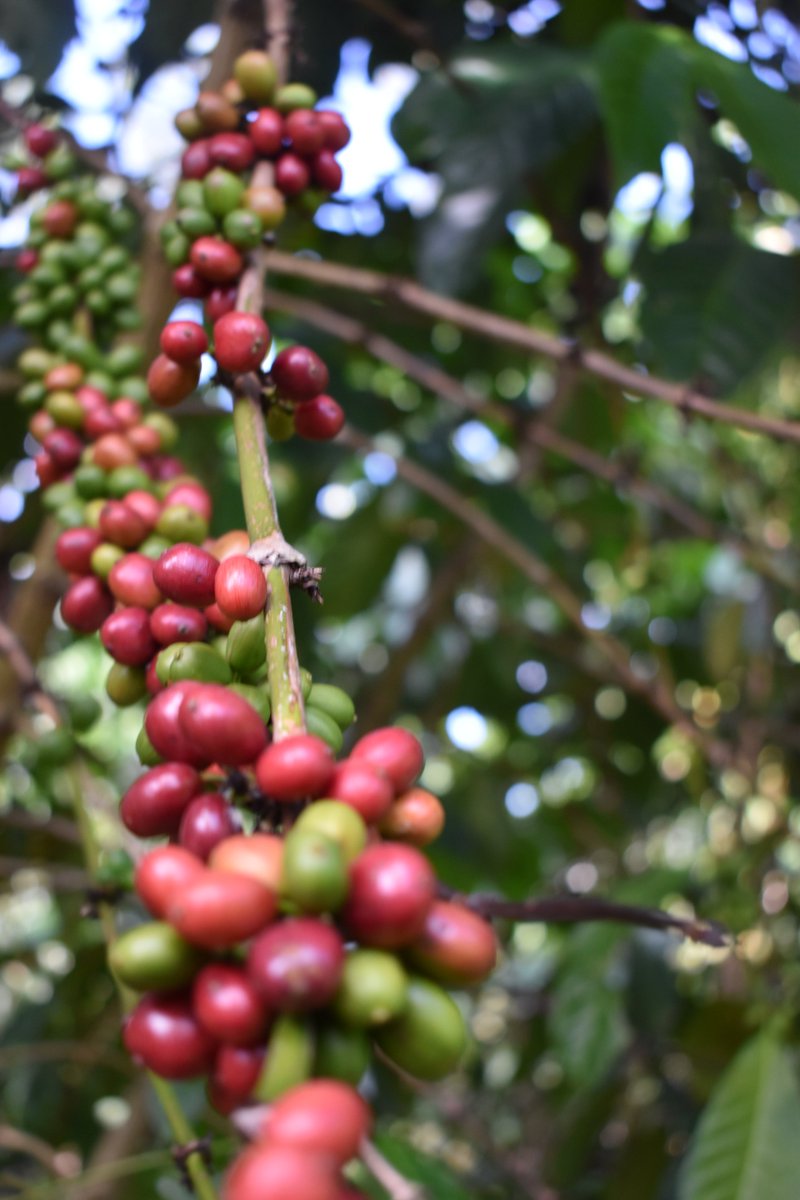 MAAIF_Coffee Production & Development Dept tweet media