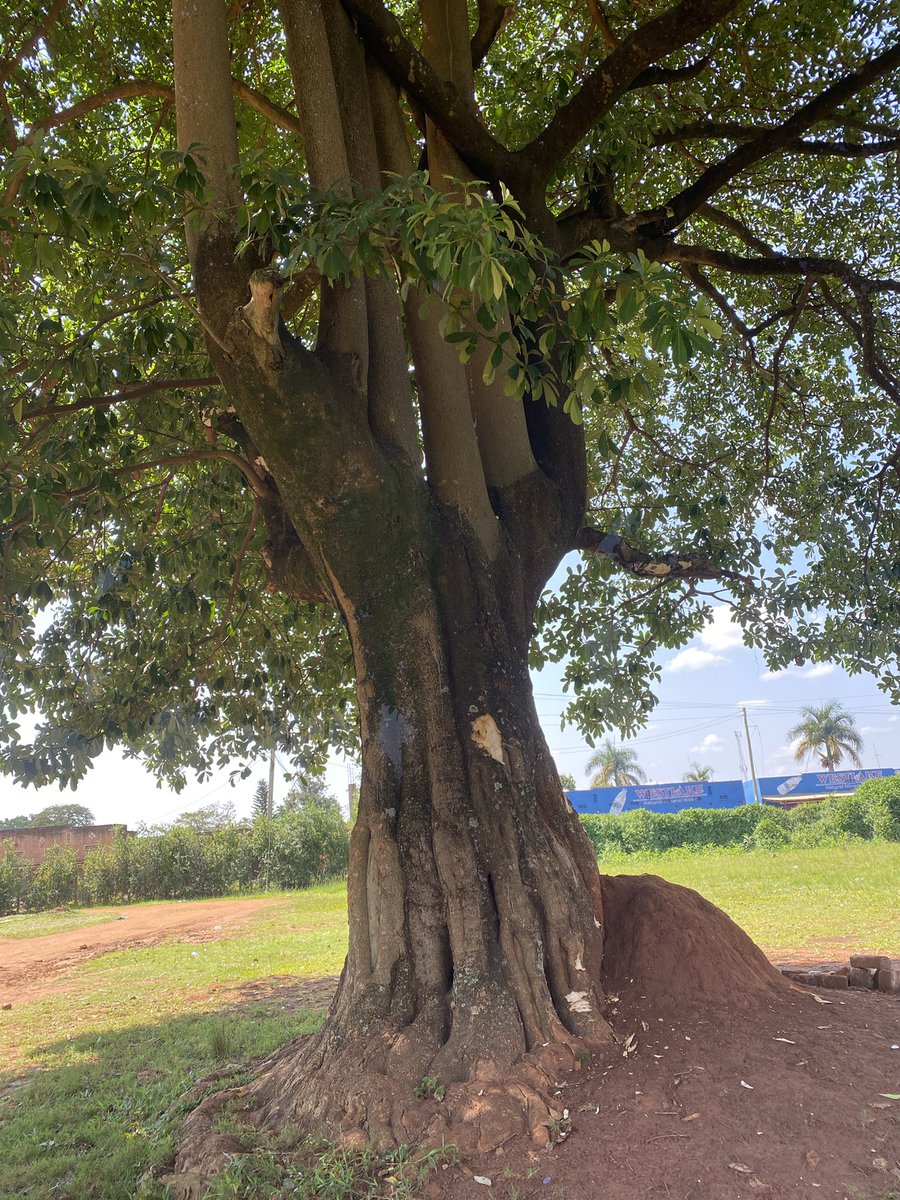 This #ThickTrunkTuesday, let’s celebrate trees!🌳
Trees support biodiversity, provide habitat and food, and combat climate change. Join us in planting more trees in Uganda—every donation helps!

Support our #PlantATreeFundraiser via: gofundme.com/f/gombe-plante…

#DonateToConserve