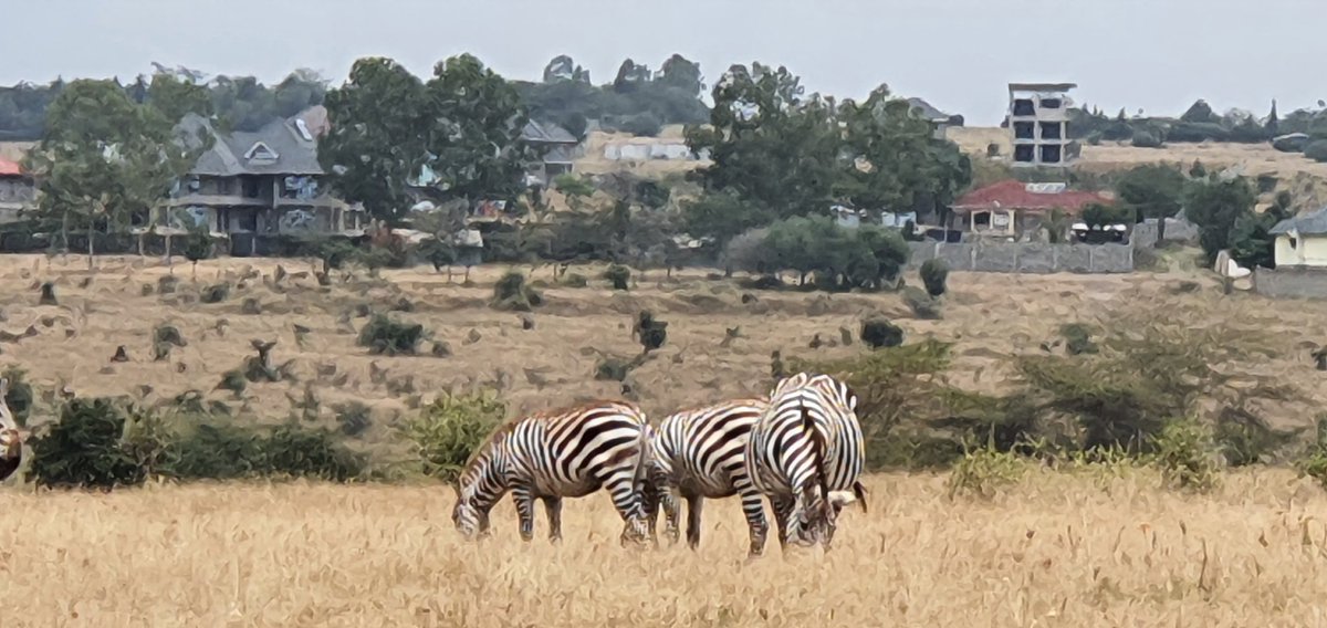 MintoRealEstate's tweet photo. 'Unless you change how you are, you will always have what you got' Get genuine real estate from @MintoRealEstate from Kes. 285K per acre. +254 717 244 000.
#PataShambaVirahisi
#MintoRealEstate
Morara
Equity
Kenyatta
Israel
BREAKING NEWS https://t.co/rnJ5Ifi4kk