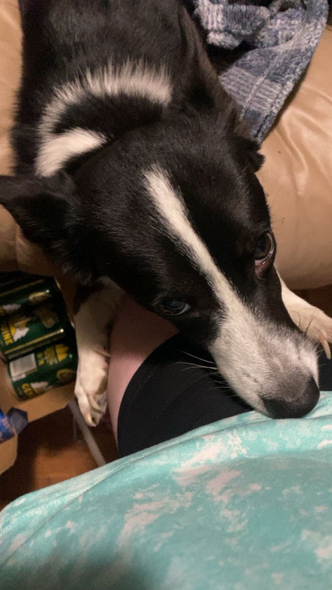 ashleeyolsen's tweet photo. If they don’t look at you, the way Toby looks at me, they are not the one for you 😌 https://t.co/vfXToMeFoV