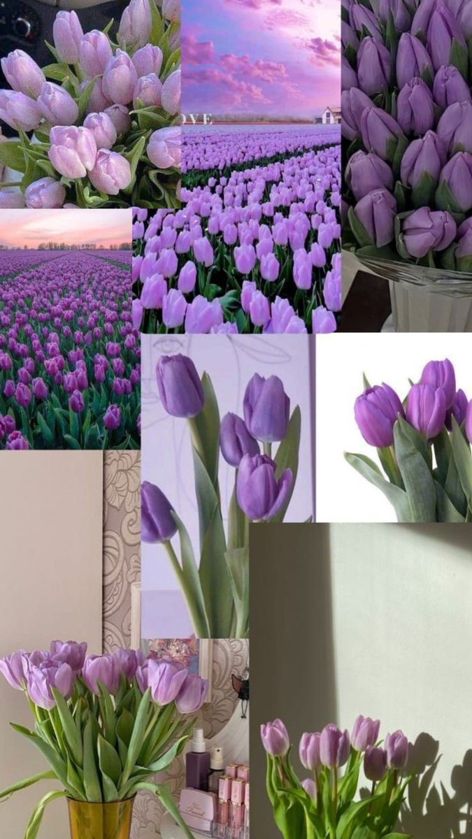 Purple tulips