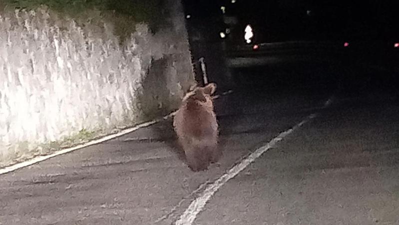 CamuniCando's tweet photo. Valsaviore, all'improvviso un orso lungo la strada https://t.co/WlJDCQZS1R https://t.co/UAoaQTxqHu