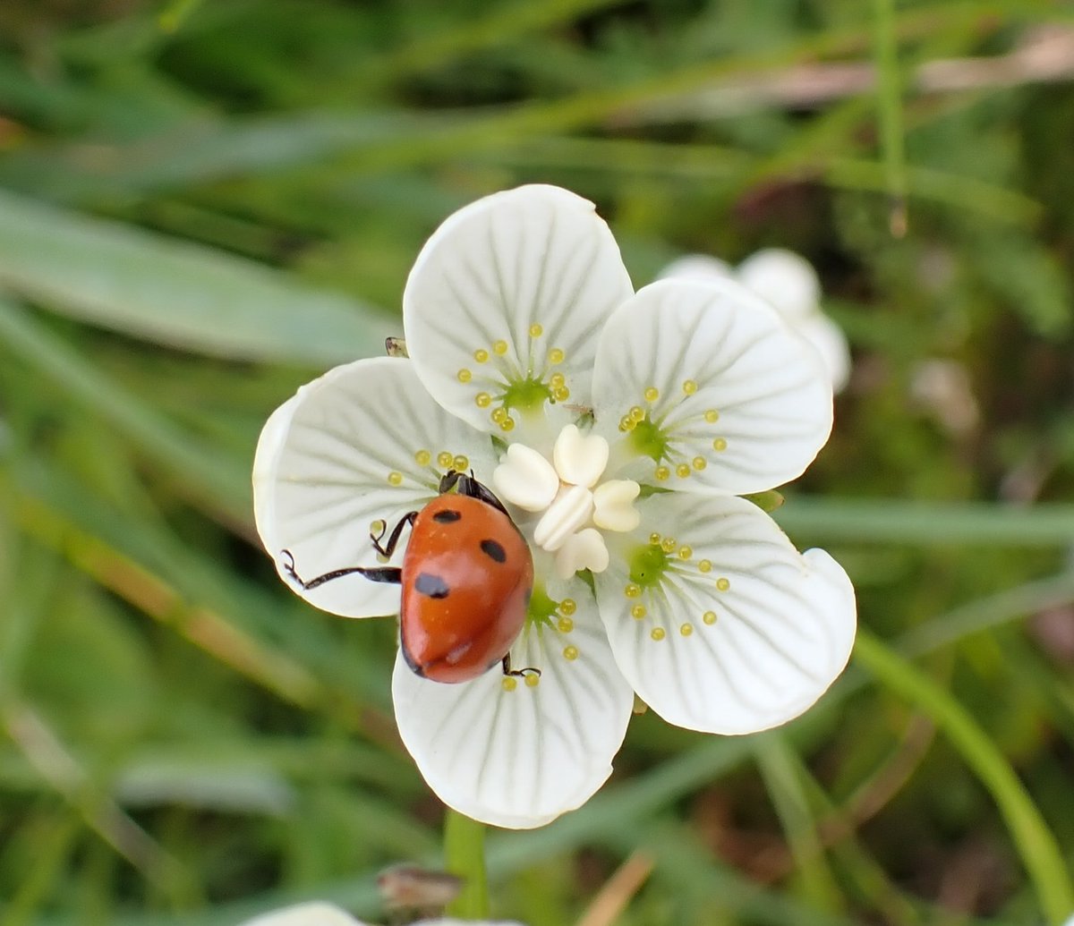 Judy Webb tweet media