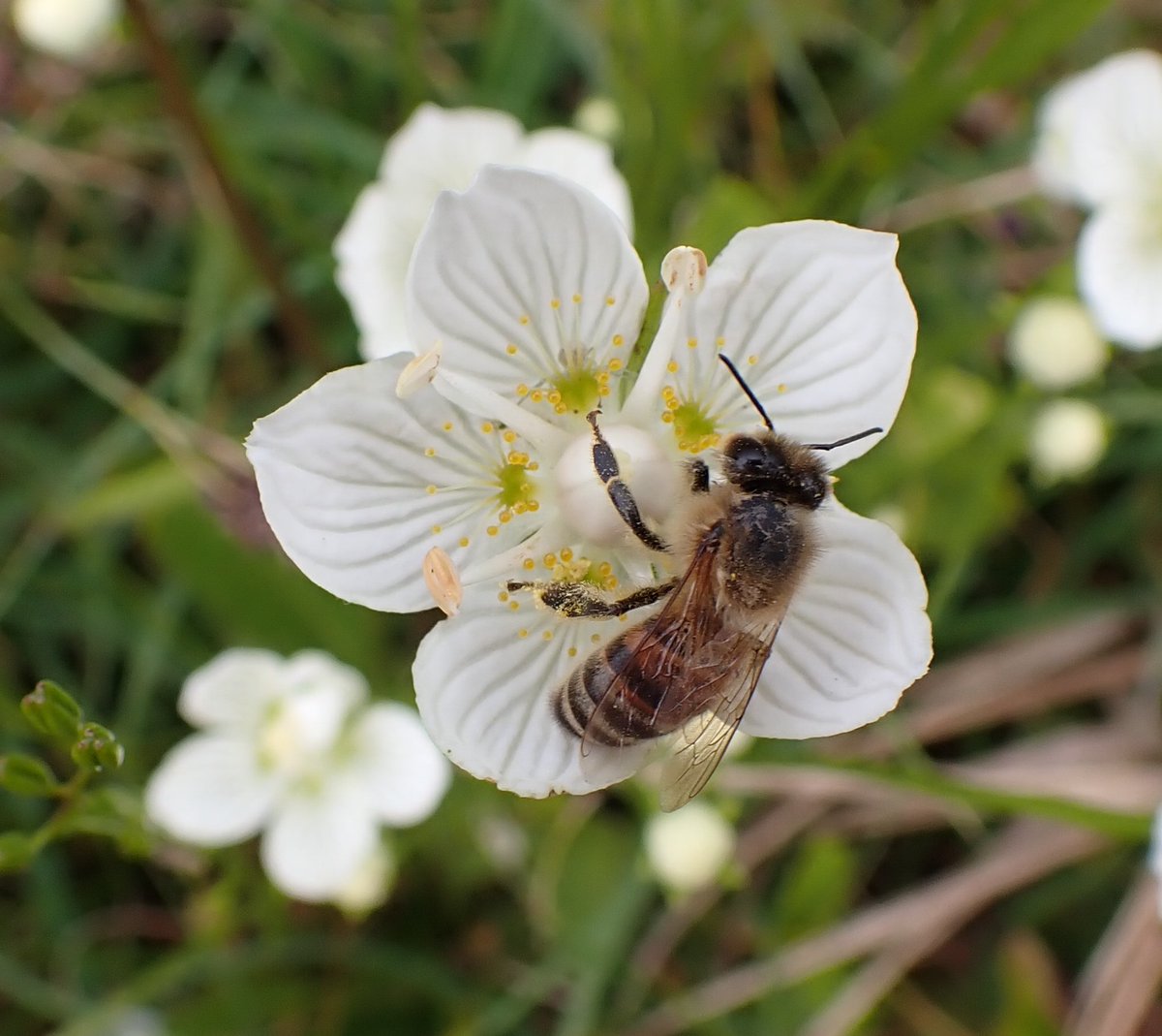 Judy Webb tweet media