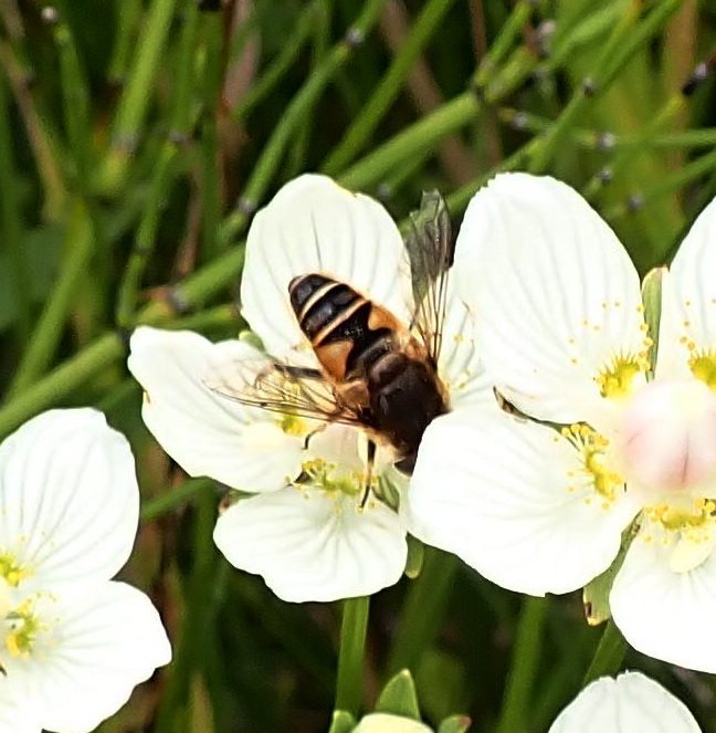 Grass of Parnassus in #LyeValley #fen #SSSI seems to get well pollinated despite deceiving insects with its branched 'false nectaries' - groups of shining globules, look like nectar drops, but give none.... here just a variety of inverts searching,or just resting, in the flowers.