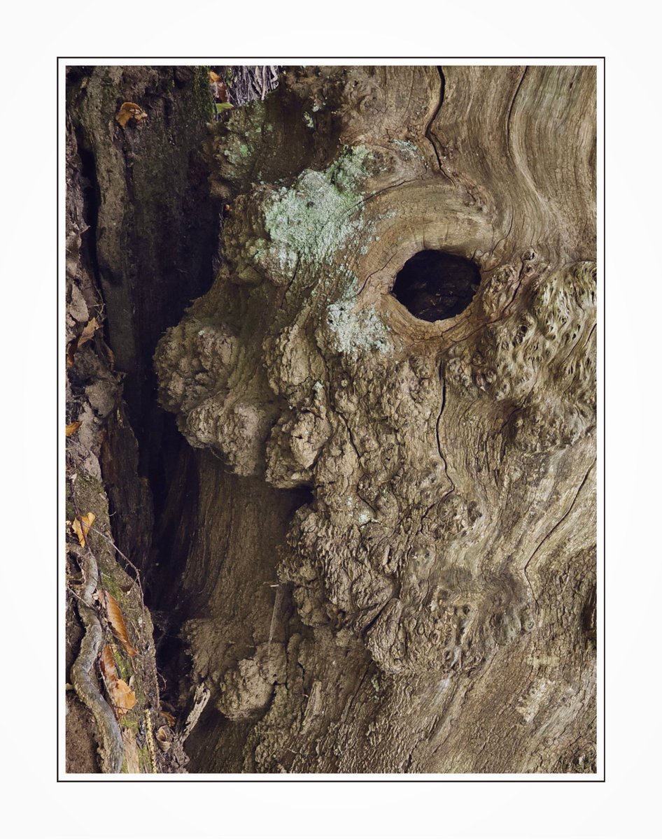 You just know someone tiny lives in there...

Happy #ThickTrunkTuesday :-)

#Trees
#Nature
#Woodland