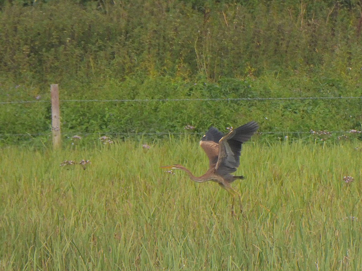 mattgarnham90's tweet image. Juv Purple Heron yesterday afternoon at Giffords Flood, Shelley. @SuffolkBirdGrp