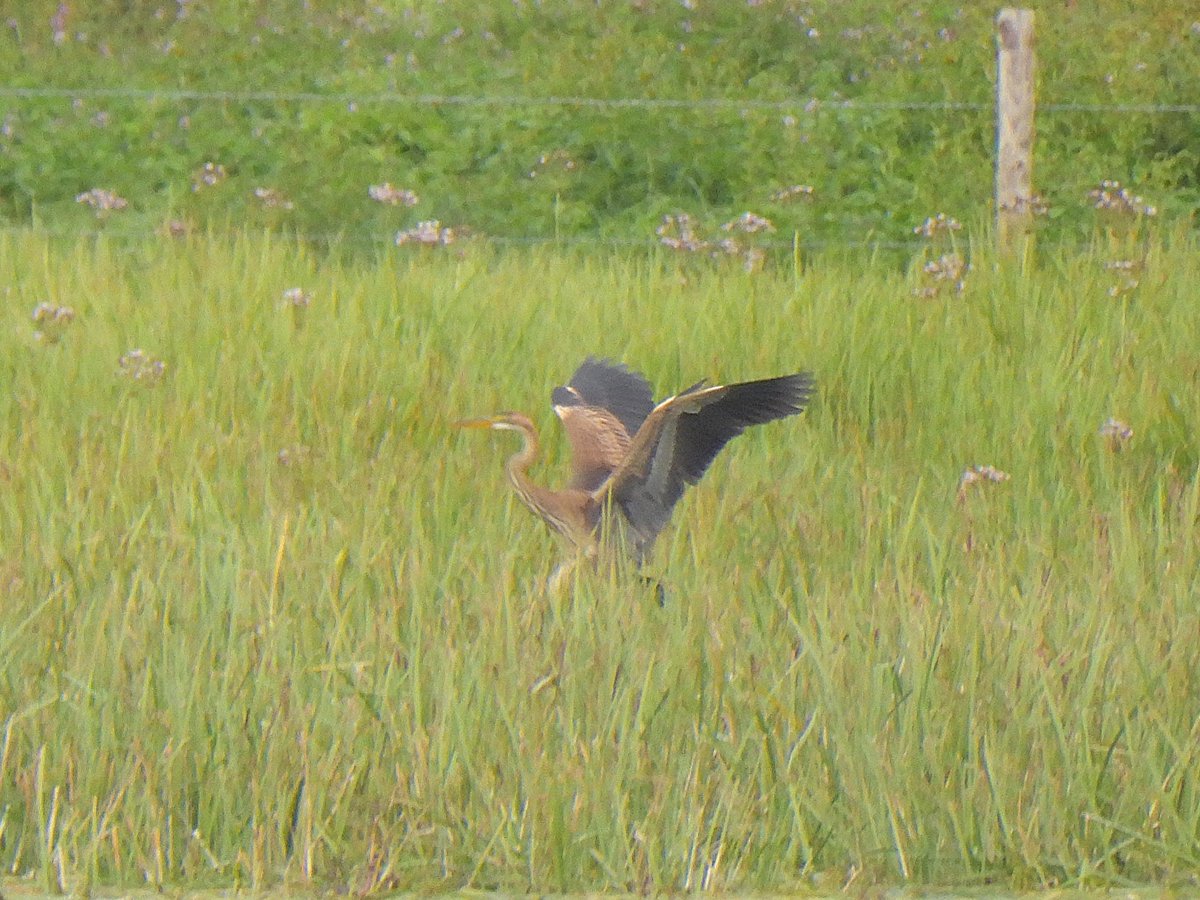 mattgarnham90's tweet image. Juv Purple Heron yesterday afternoon at Giffords Flood, Shelley. @SuffolkBirdGrp