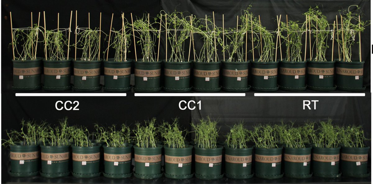 PPLplantarum's tweet image. 🌱 Unlocking Pea Resilience: This study explores how flavonoids in pea roots can help overcome growth issues caused by continuous cropping, by analyzing gene and metabolite profiles.

#Flavonoids  #PlantSci
 bit.ly/3YXvH1X