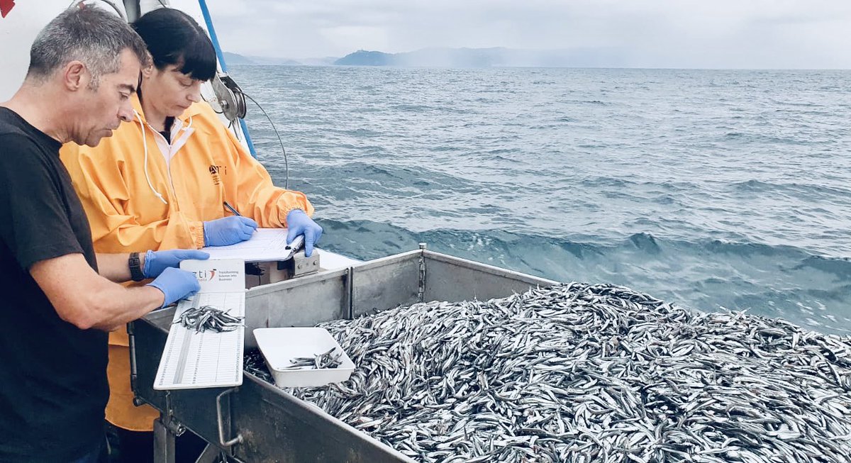 UdaneMartinez's tweet photo. 🌊🚢 Comienza la campaña #Juvena2024 a bordo del Buque Emma Bardan de @mapagob 🐟 Estimaremos la abundancia de anchoa juvenil, en una misión coordinada por @IEOoceanografia y @azti_brta. 
🌟 Generando conocimiento para la gestión sostenible de los recursos marinos. 💙 https://t.co/wSwDqdZE4y