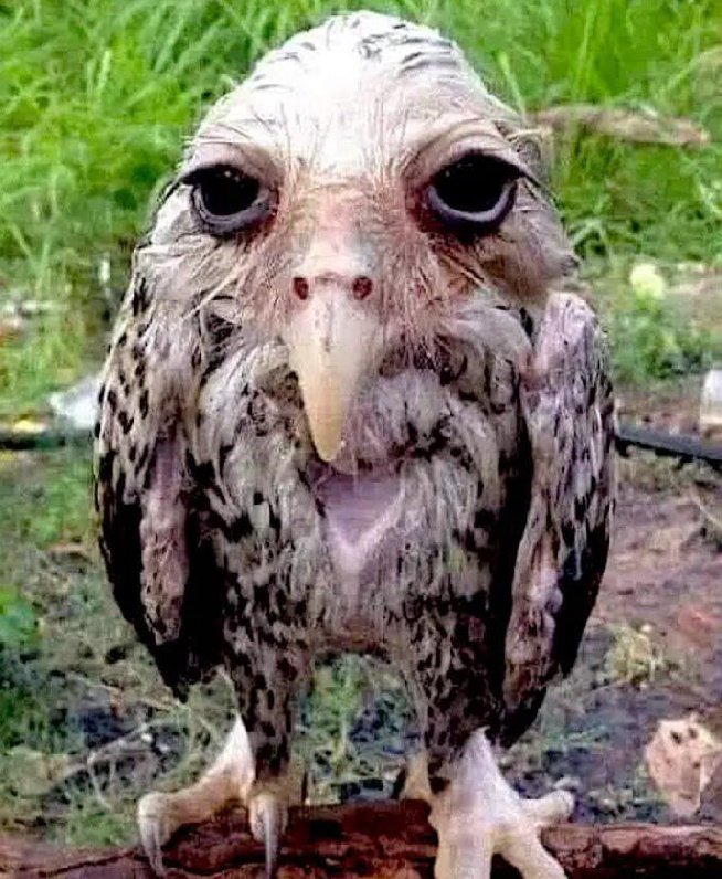 Hi guys I forgor this account