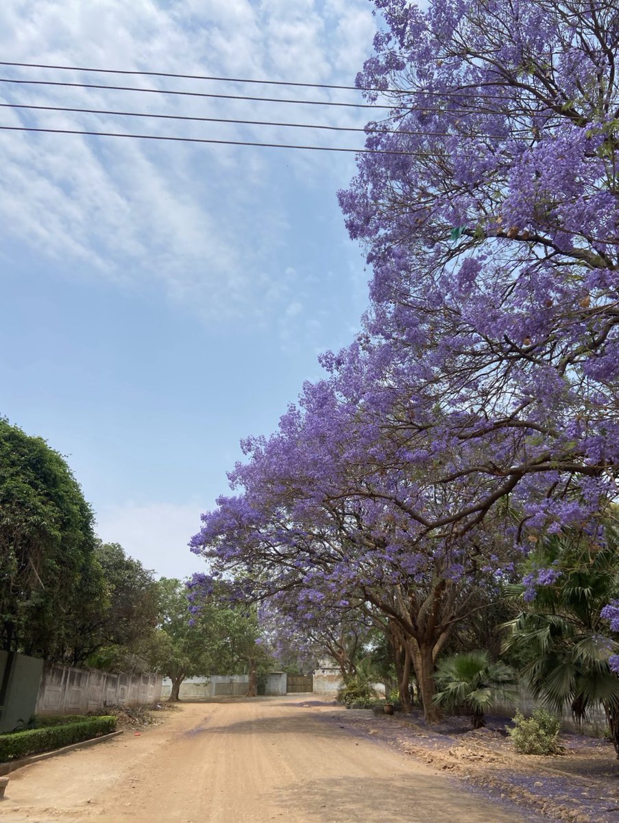 Buster Emil Kirchner tweet media