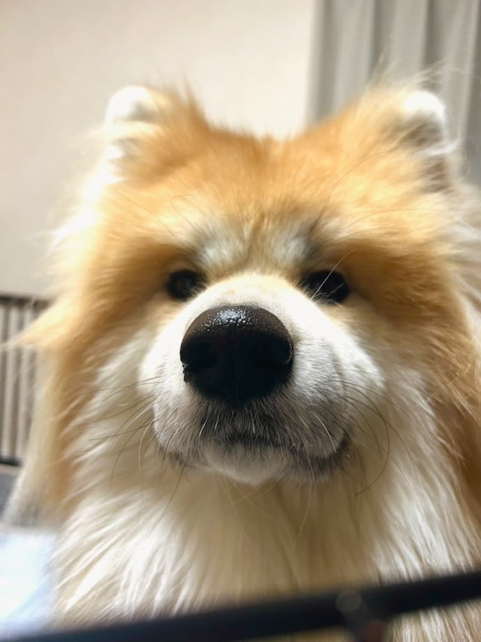 どうしたの(どうもしない)を超えてガンガン話しかけお悩み相談コーナーみたいになっている、すまない 