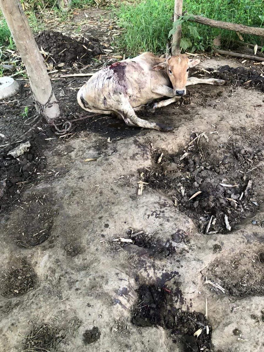 #Manipur

Christian Kuki terrorists are now targeting Hindu Meitei homes with drones.

They are dropping bombs on the houses of Meitei Hindus. 

On 02/09/2024, bomb was dropped on the house of Meitei Hindu in Senjam Chirang village. 

The woman is seriously injured.