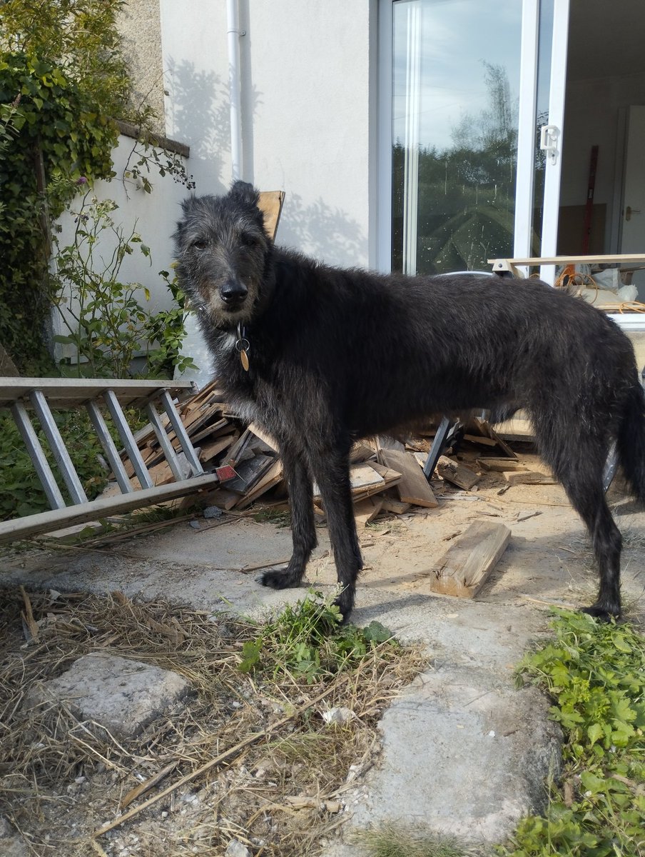 Oscar the three legged deer hound here to tell you that the library is open 11-5 today