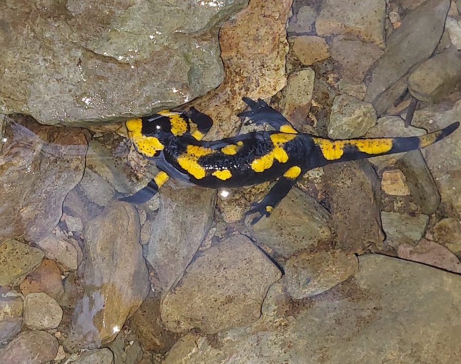 Der 03.09. ist der "Tag des Feuersalamanders" 
Jährlich soll am 03.09. auf die bedrohliche Situation des Feuersalamanders aufmerksam gemacht werden. Er ist von der tödlichen Pilzerkrankung Bsal bedroht. Der Pilz wurde aus Asien eingeschleppt und bedroht unseren heimischen Lurch.