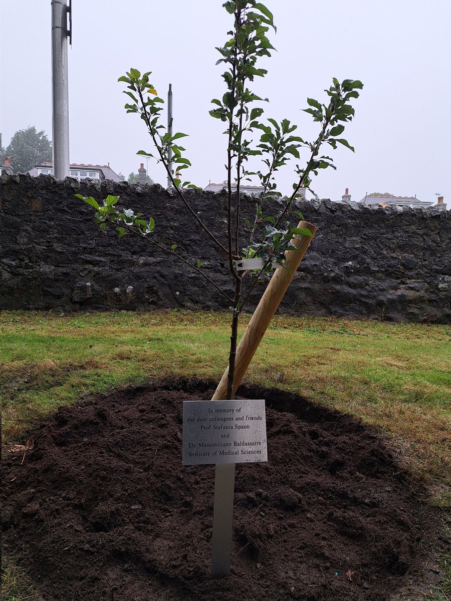 mdelibeg's tweet photo. Beautiful and deeply emotional day at the celebration of @stefaniaspano1 and @baldassarre_max scientific lives - we remembered their excellence with a commemorative symposium with outstanding international speakers. The apple 🍎  🌳 was planted by their daughter, friends &amp; family https://t.co/clW9SVC4GJ