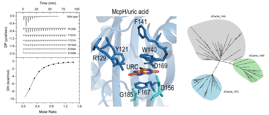 Continuing to spread the word: Identification of a purine-binding motif in thousands of bacterial receptors. Check out our article in <a href="/NatureComms/">Nature Communications</a>. Great teamwork from <a href="/Eli_Monteagudo/">Elizabet Monteagudo Cascales</a> <a href="/KrellLaboratory/">Krell Laboratory</a> <a href="/zhulinlab/">Zhulin Lab</a> <a href="/Matilde_Fern/">Mati</a> @gavirius <a href="/VadimMGumerov/">Vadim Gumerov</a>

nature.com/articles/s4146…