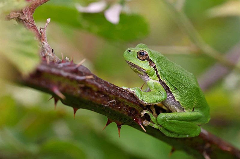 Tijdschrift RAVON #94 | Met artikelen over de boomkikkerpopulatie Leemputten, adders in het bos en slangenschimmel bij ringslangen in Nederland. Word abonnee en help de natuur voor nog geen €2,50 per maand (het tijdschrift verschijnt 4x per jaar).
👉ravon.nl/tijdschrift