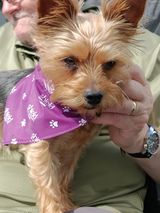shield_insure's tweet photo. Miss Poppy the winner for the August #dogsofshield campaign. As we will be at the Harrogate show this weekend giving out dog bandannas we will be doing it all again this month!!!!! #insurance https://t.co/NQx3bzUjDZ