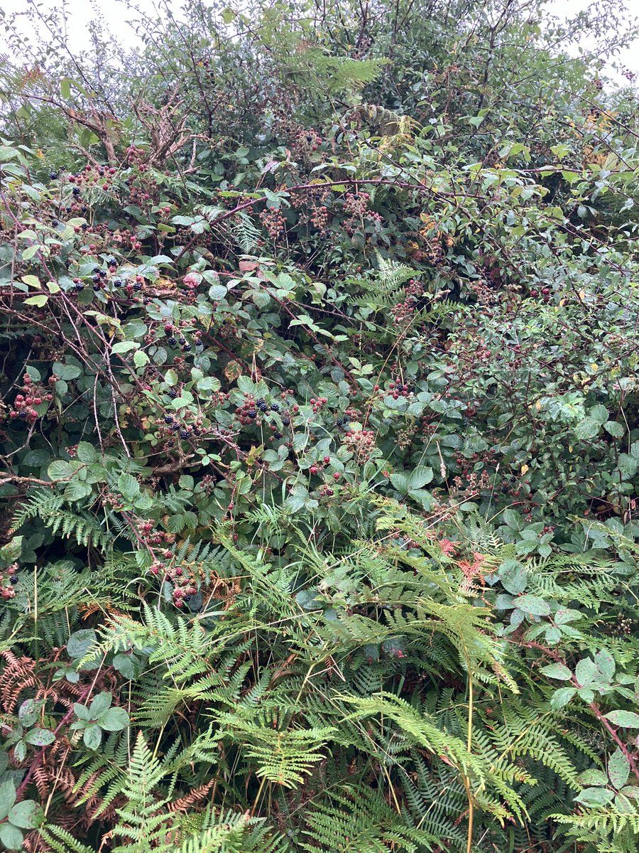 cat frampton tweet media