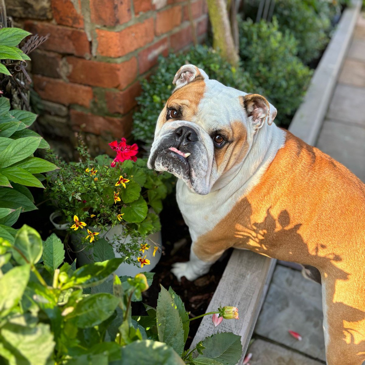 barney_bulldog's tweet photo. What’s in here then? #ToothOutTuesday 🦷 I hope everyone is having a great week 🐶🐾❤️ Barney #BarneyTheBulldog #DogsOfTwitter #DogsOfX #DogsOfIG #DogsOfFacebook #Bulldog #EnglishBulldog #Tuesday #TOT https://t.co/yMbt09WWWh
