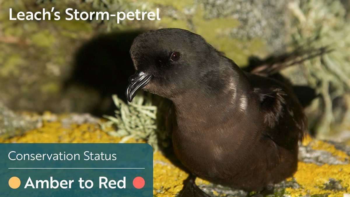 BREAKING: 5 seabird species added to UK Red List. 🚨  

Climate change, invasive predators, bird flu, and overfishing are pushing populations to the brink.

Urgent action is needed - including upholding the sandeel fishing closure in English North Sea &amp; Scottish waters.