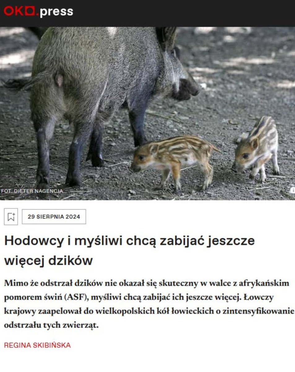 Odstrzał dzików jako sposób na walkę z #ASF jest przeciwskuteczny, #dziki wybijane są bez litości, podatnik płaci krocie za rzeź urządzaną przez myśliwych, cierpią zwierzęta i #lasy - lecz #myśliwi chcą jeszcze więcej.
📢 <a href="/Domanski_Andrz/">Andrzej Domański</a> <a href="/NIKgovPL/">Najwyższa Izba Kontroli (NIK)</a> <a href="/MF_GOV_PL/">Ministerstwo Finansów</a>