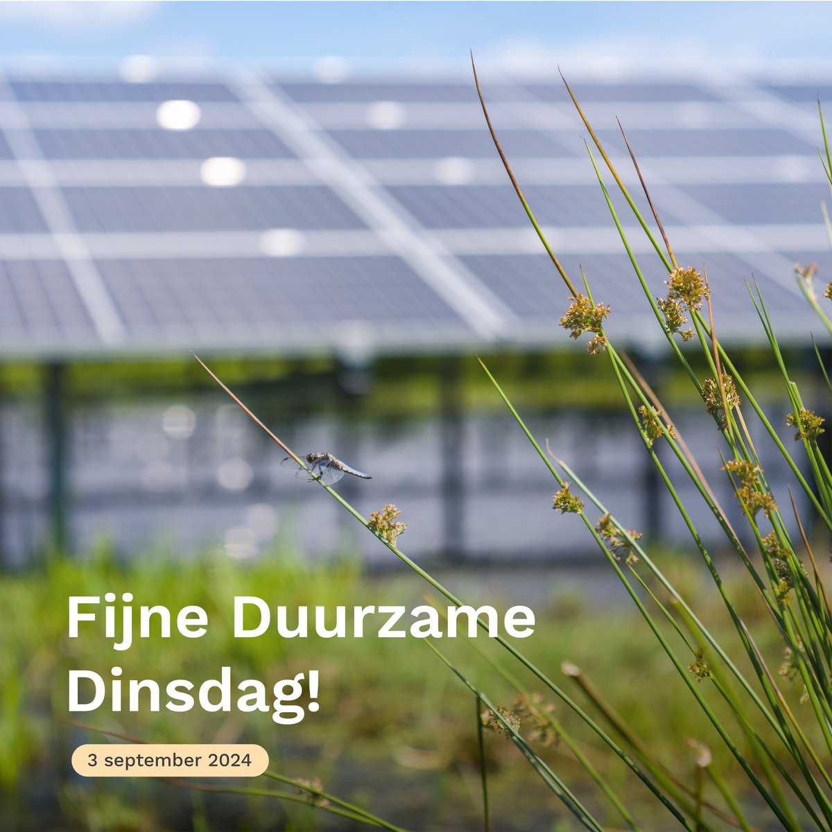 PowerField_'s tweet image. Fijne @DuurzameDinsdag! 🌍 Vandaag is de dag waarop innovatieve ideeën en duurzame initiatieven centraal staan. Bij PowerField werken we mee aan een duurzame #toekomst met onze oplossingen voor het opwekken, opslaan, leveren en inzetten van zonne-energie ☀️ #DuurzameDinsdag