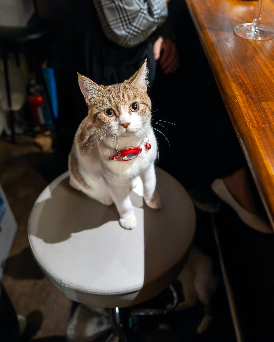 YokohamaCats16's tweet photo. な、なんか凄く期待されとる‼
4C's Bar ROSSOさんは、昭文社『にゃぷるVOL.4』の居酒屋コーナーに掲載されていま~すฅ(^^ฅ)
🐾
#4CsBarROSSO #4CsBar #新宿 #バー #店猫 #猫 #昭文社 #にゃぷる #にゃぷるVOL4 #まっぷる https://t.co/eFaCHnT5OJ