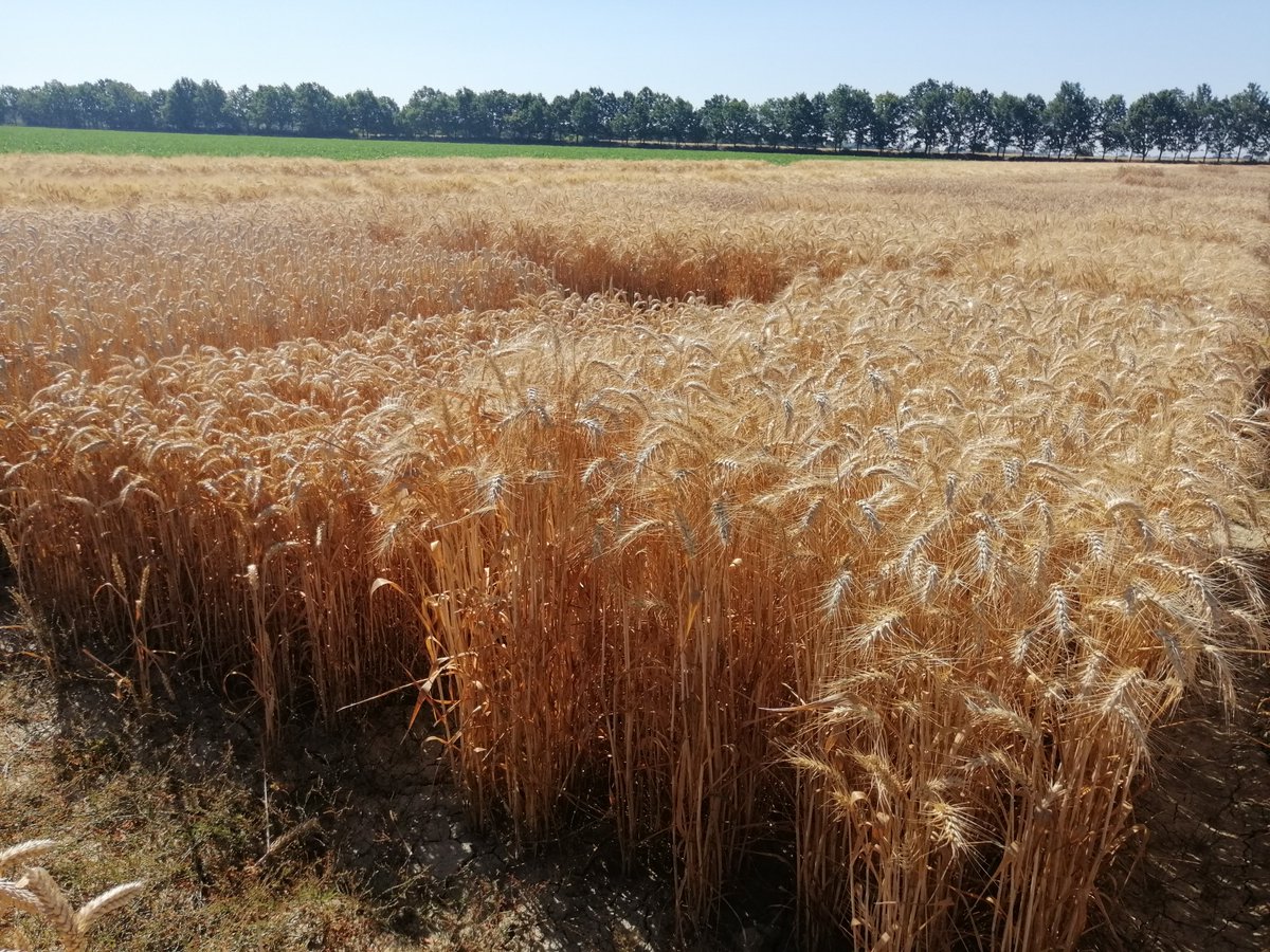 Which is the best variety for my conditions? The InnoVar project tested durum and bread wheat varieties in 84 trials across 15 locations. Have a look at the available results on our website: h2020innovar.eu

#VarietyTesting #InnoVar_EU #PlantBreeding