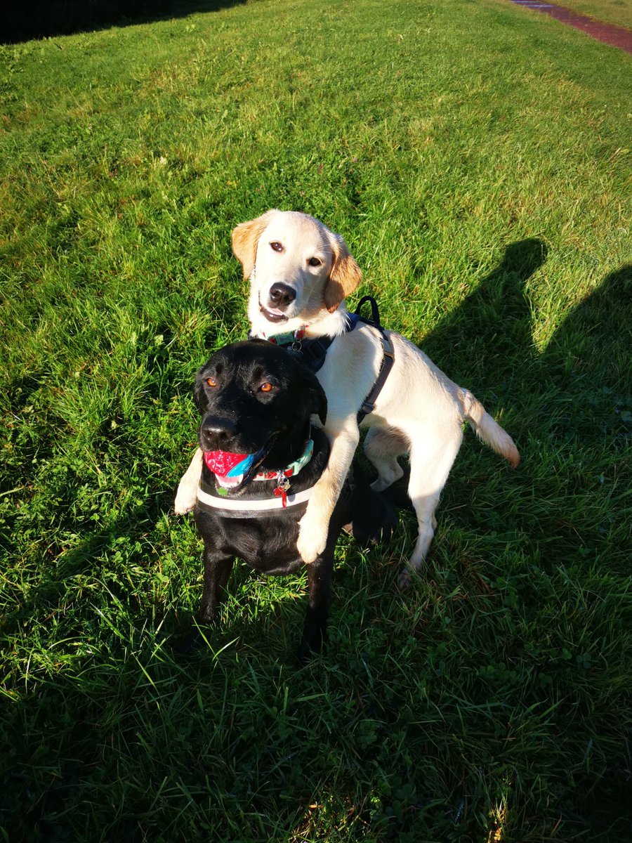 Remi and Dottie tweet media