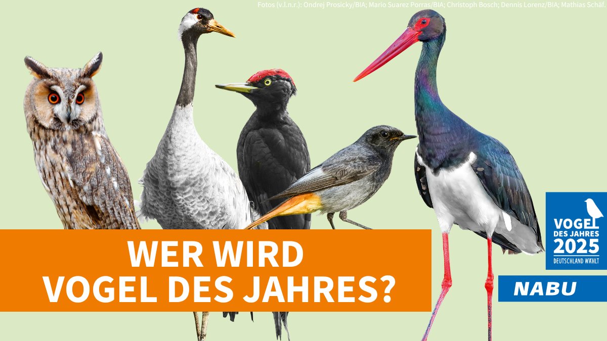 Wer wird #VogelDesJahres 2025? Das digitale Wahllokal hat ab sofort geöffnet und jetzt kommt es auf deine Stimme an. 🗳 Hausrotschwanz, Kranich, Schwarzspecht, Schwarzstorch oder Waldohreule – Jetzt abstimmen auf vogeldesjahres.de