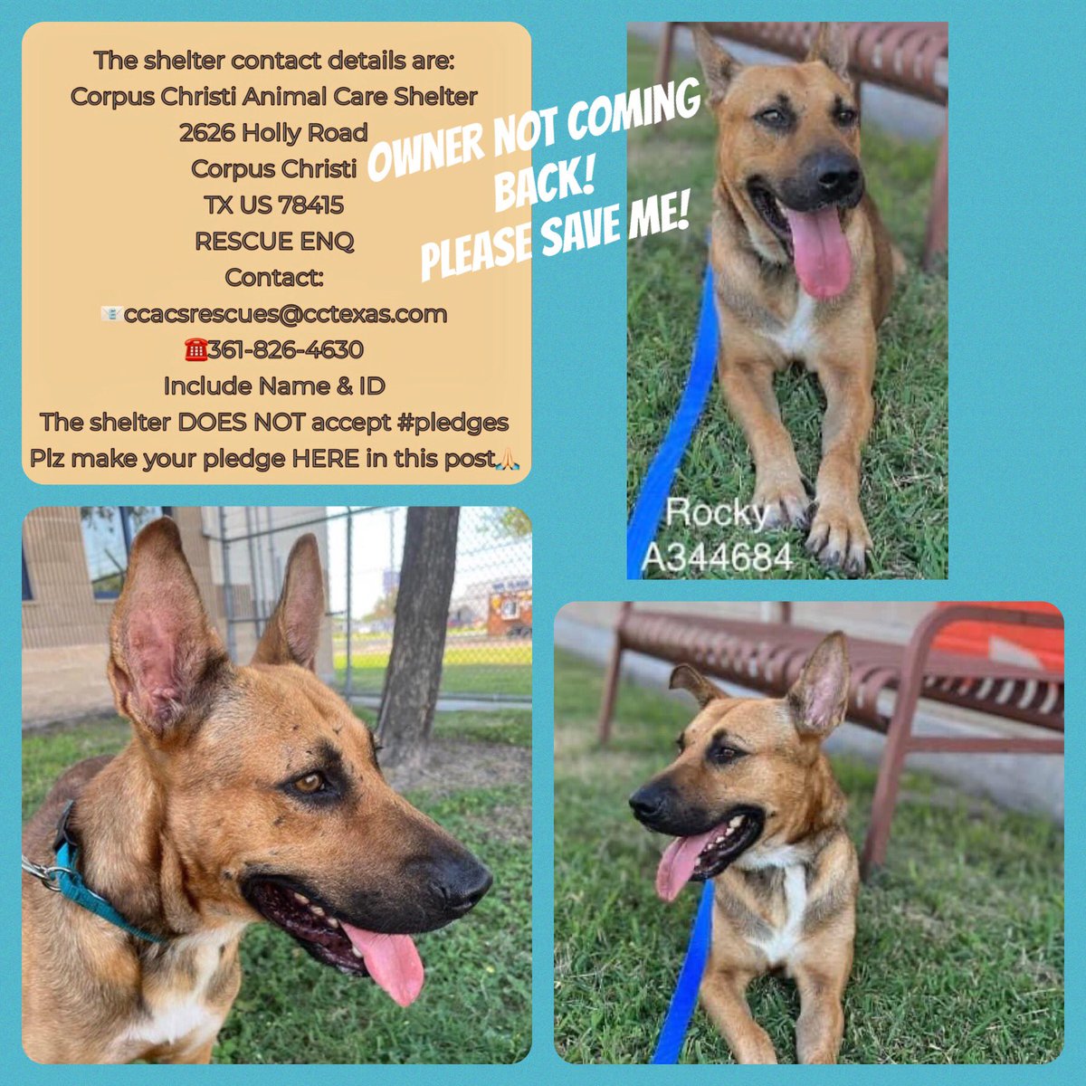 SamfromSpain's tweet photo. JUST HRS‼️
Til Corpus Christi ACS take 2 yo ROCKY #A344684 2 KILL ROOM & end his life‼️
All because his owner didn’t care enough 2 go get him
BEGGING 4 a save!
Deserves a ❤️ caring furever 👨👩👧👦, not DEATH!
RUSH 2 #RESCUE
#FOSTER
#ADOPT
Give him the 🎁 of life! https://t.co/nTFZC4xlGo