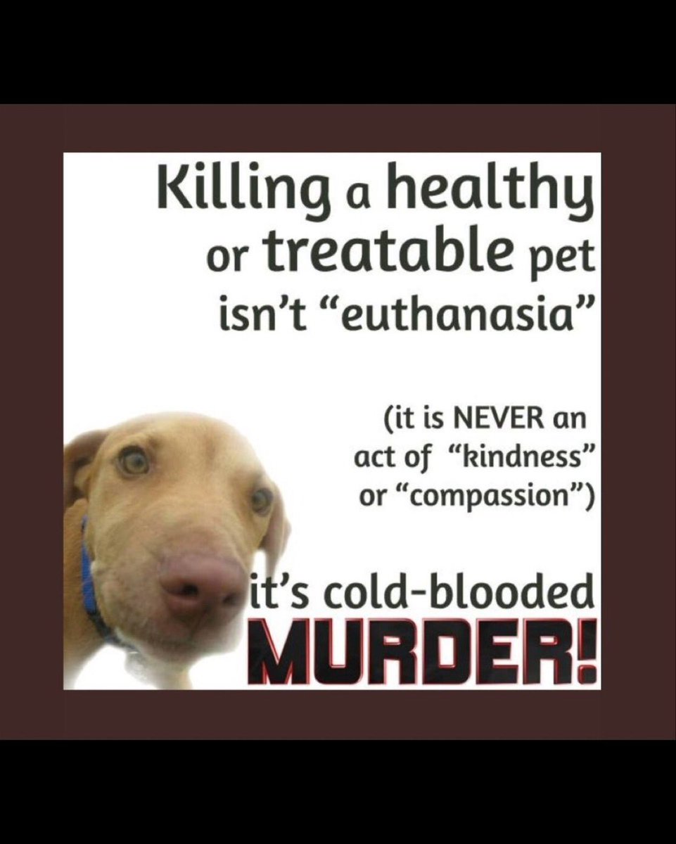 SamfromSpain's tweet photo. Only hrs til Corpus Christi ACS KILL THEM‼️
Don’t let these dear🐕s be put down!
#RESCUE
#ADOPT NOW!
SPARKS #A369451
BLACKIE #A369444
JOSEY #A370738
TUCK #A371026
MURRDUH #A371024
HANK #A371078
MARTY #A371069
MYSTIC #A370656
ROCKY #A344684
None deserve 2 die!
SAVE BE4 IT’S 2 LATE https://t.co/44BcAS9bbV