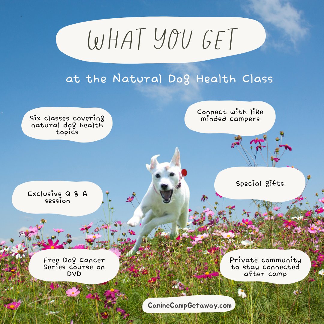We've added more to the Natural Canine Health Class at camp! Join us for both a dog-centric vacation and amazing learning opportunity. Info at CanineCampGetaway.com