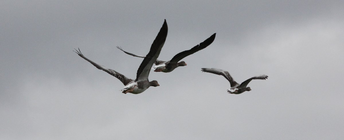 Amanda Tuke (@suburbanwilduk) on Twitter photo I'm visiting Aberdeen soon & hoping to squeeze in some birding while I'm there... Recs for sites within 30 mins walk/public transport of Aberdeen station v gratefully received & retweets ๐๐๐ <a href="/ABDNWomenBirder/">Aberdeen Women Birders ๐ชถ</a> <a href="/beccaonthewing/">Rebecca Gibson</a> <a href="/BirdWatchingMag/">Bird Watching</a> <a href="/RSPBScotland/">RSPB Scotland</a> I'm visiting Aberdeen soon & hoping to squeeze in some birding while I'm there... Recs for sites within 30 mins walk/public transport of Aberdeen station v gratefully received & retweets ๐๐๐ <a href="/ABDNWomenBirder/">Aberdeen Women Birders ๐ชถ</a> <a href="/beccaonthewing/">Rebecca Gibson</a> <a href="/BirdWatchingMag/">Bird Watching</a> <a href="/RSPBScotland/">RSPB Scotland</a>