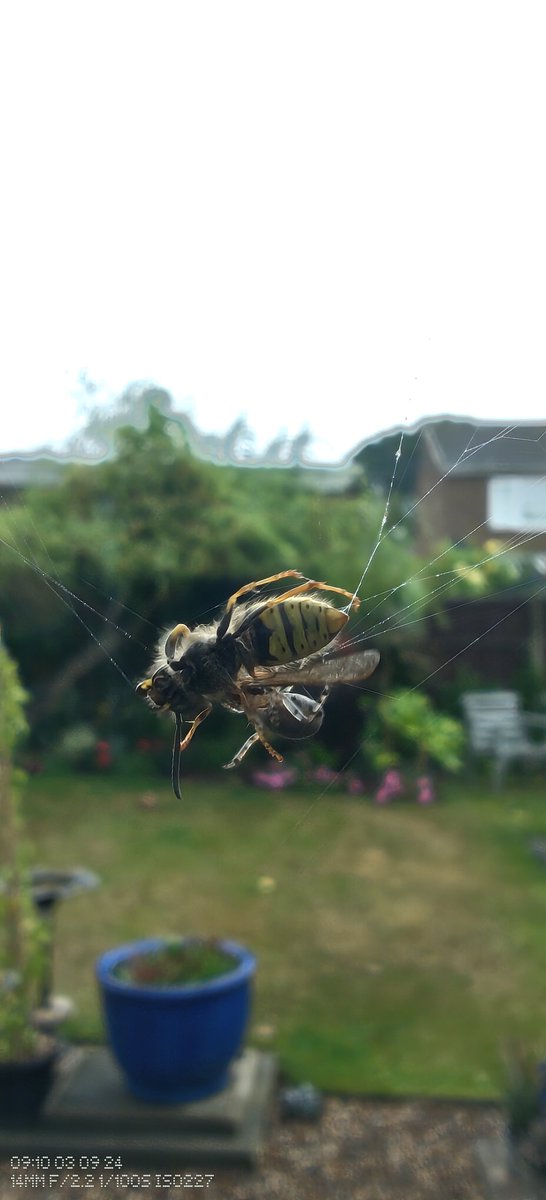 MrGee27's tweet image. A wasp being wrapped up by a small spider 👌😍 #naturephoto #naturalworld